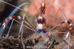 Banded Coral Cleaner Shrimp in Koh Lipe, Thailand by Nick Polanszky 